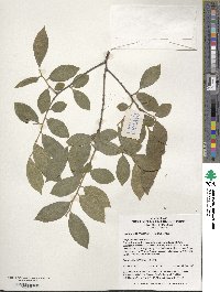 Symplocos paniculata image