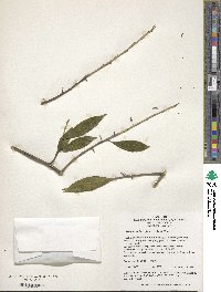 Symplocos lancifolia image