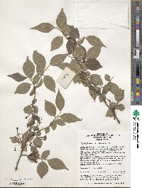 Styrax japonicus image