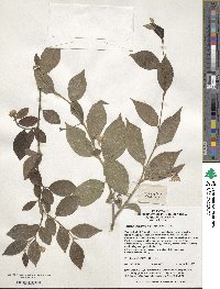 Styrax japonicus image