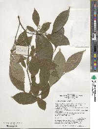 Styrax fortunei image