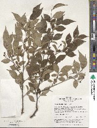 Styrax japonicus image