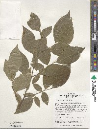 Styrax japonicus image