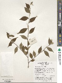 Styrax japonicus image