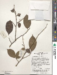 Diospyros kaki image