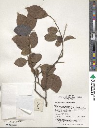 Diospyros kaki image