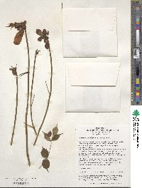 Campsis grandiflora image