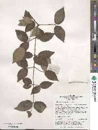 Viburnum erosum var. taquetii image