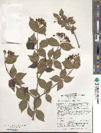 Viburnum erosum var. taquetii image