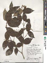 Viburnum erosum var. taquetii image