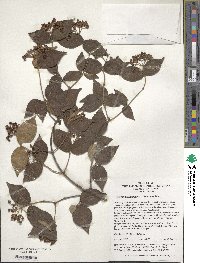 Viburnum erosum image