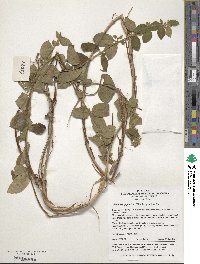 Lonicera japonica image