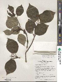 Viburnum sympodiale image