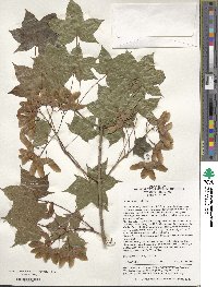 Acer pictum image