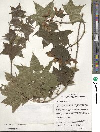 Acer pictum image