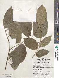 Neoshirakia japonica image