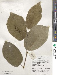 Neoshirakia japonica image