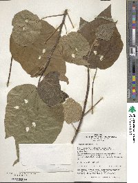 Image of Mallotus tenuifolius