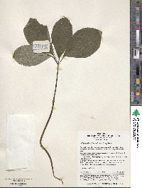 Image of Chloranthus fortunei