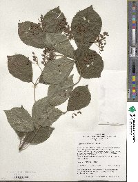 Viburnum dilatatum image