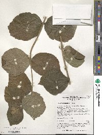 Viburnum dilatatum image