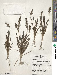 Plantago lanceolata image