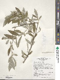 Elaeagnus umbellata image