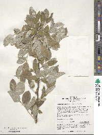 Elaeagnus umbellata image