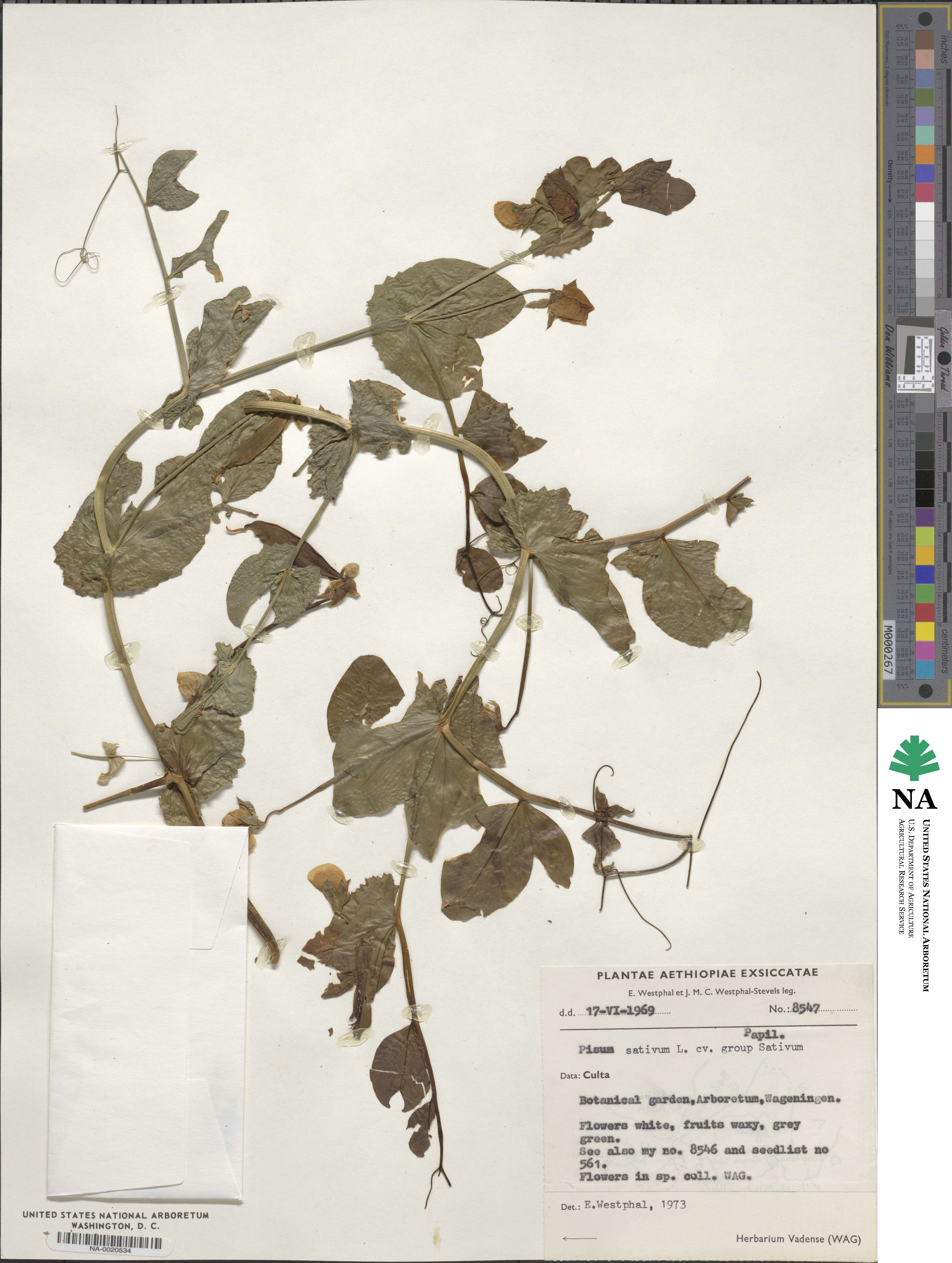 Lathyrus oleraceus image