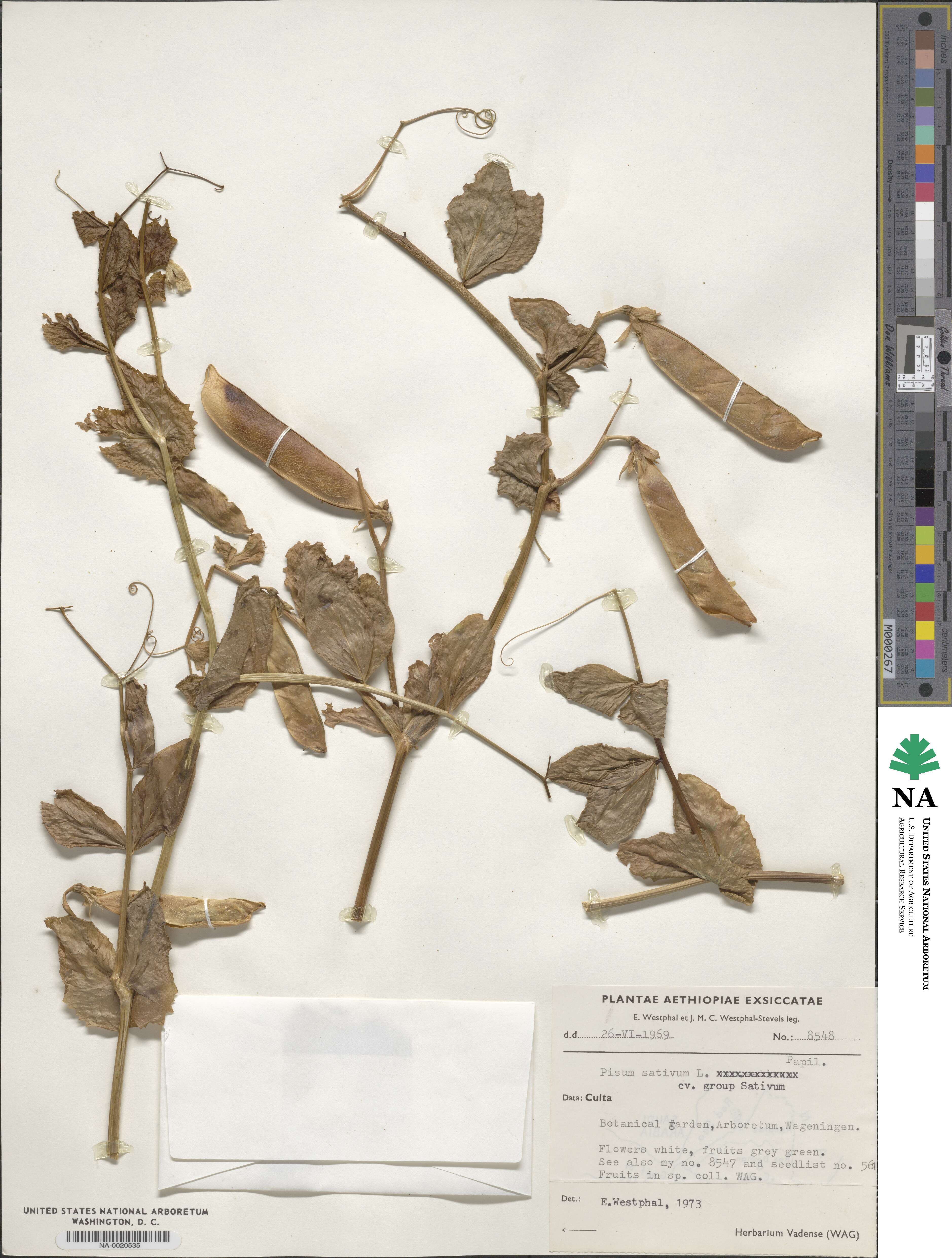 Lathyrus oleraceus image