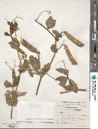 Lathyrus oleraceus image