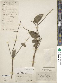 Euonymus hamiltonianus image