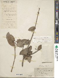 Euonymus fortunei image