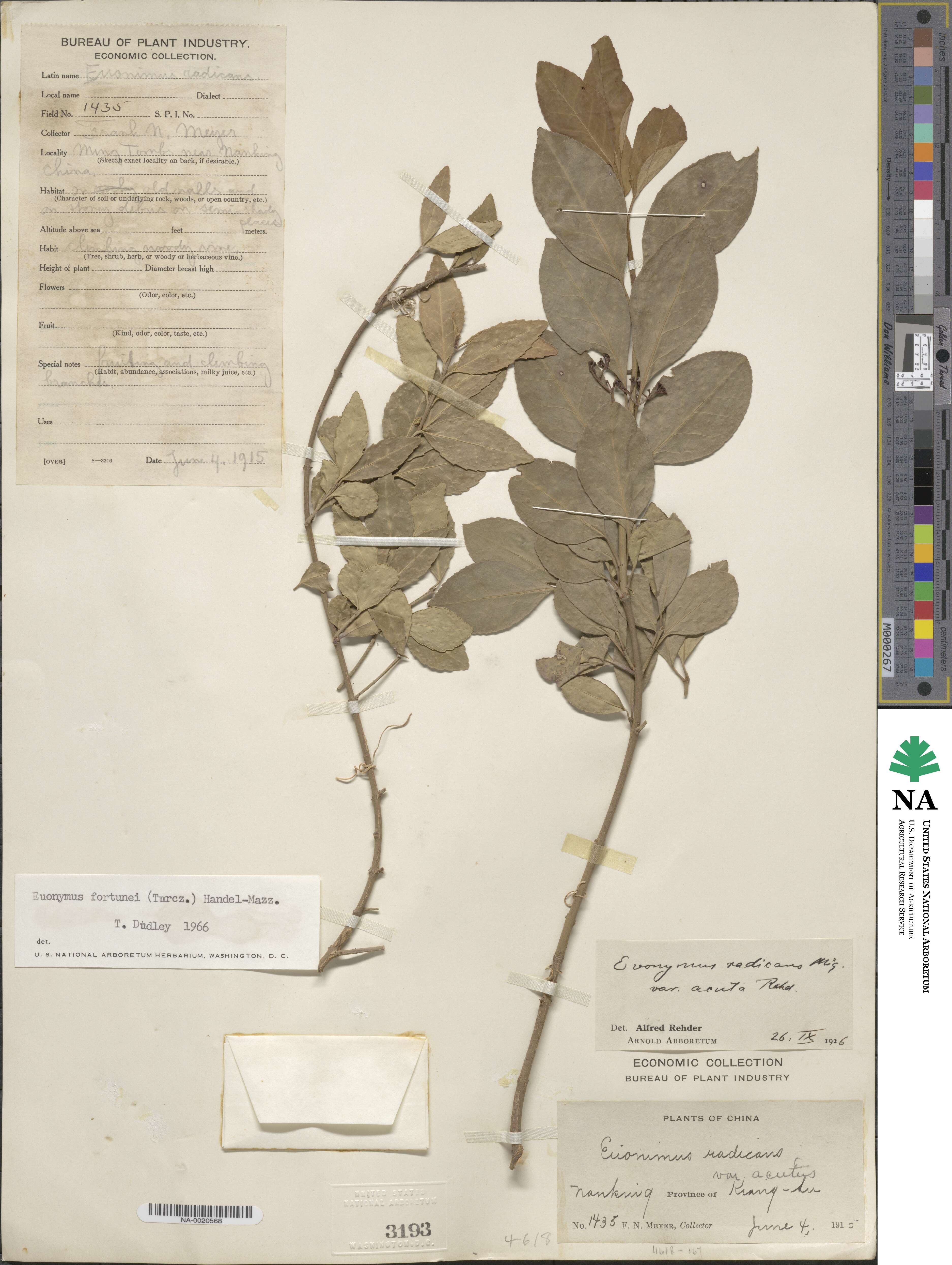 Euonymus fortunei image