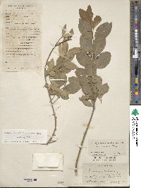 Euonymus fortunei image