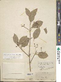 Euonymus fortunei image