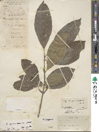 Euonymus carnosus image