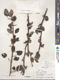 Pyrus calleryana image