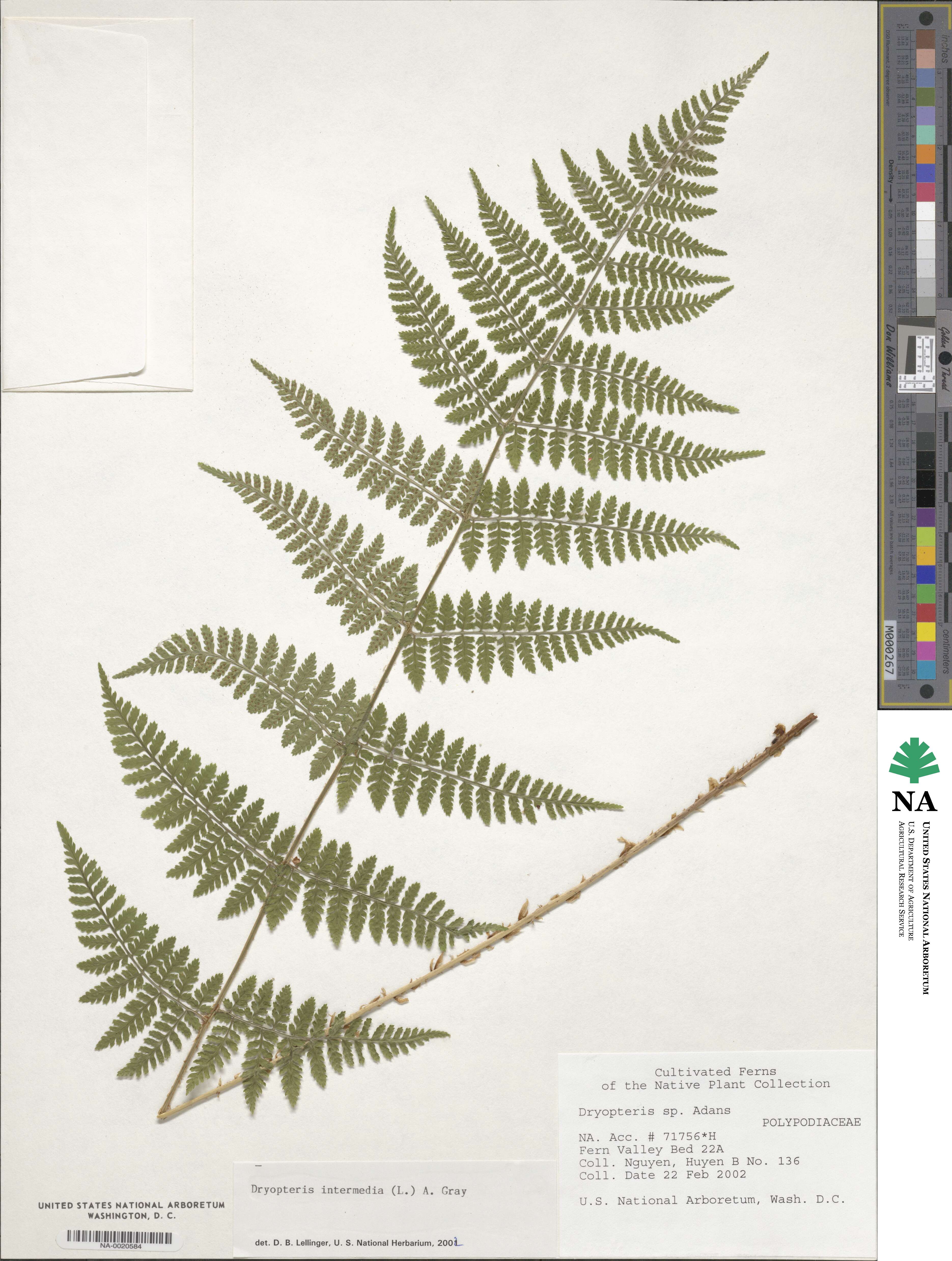 Dryopteris intermedia subsp. intermedia image