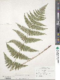 Dryopteris intermedia image