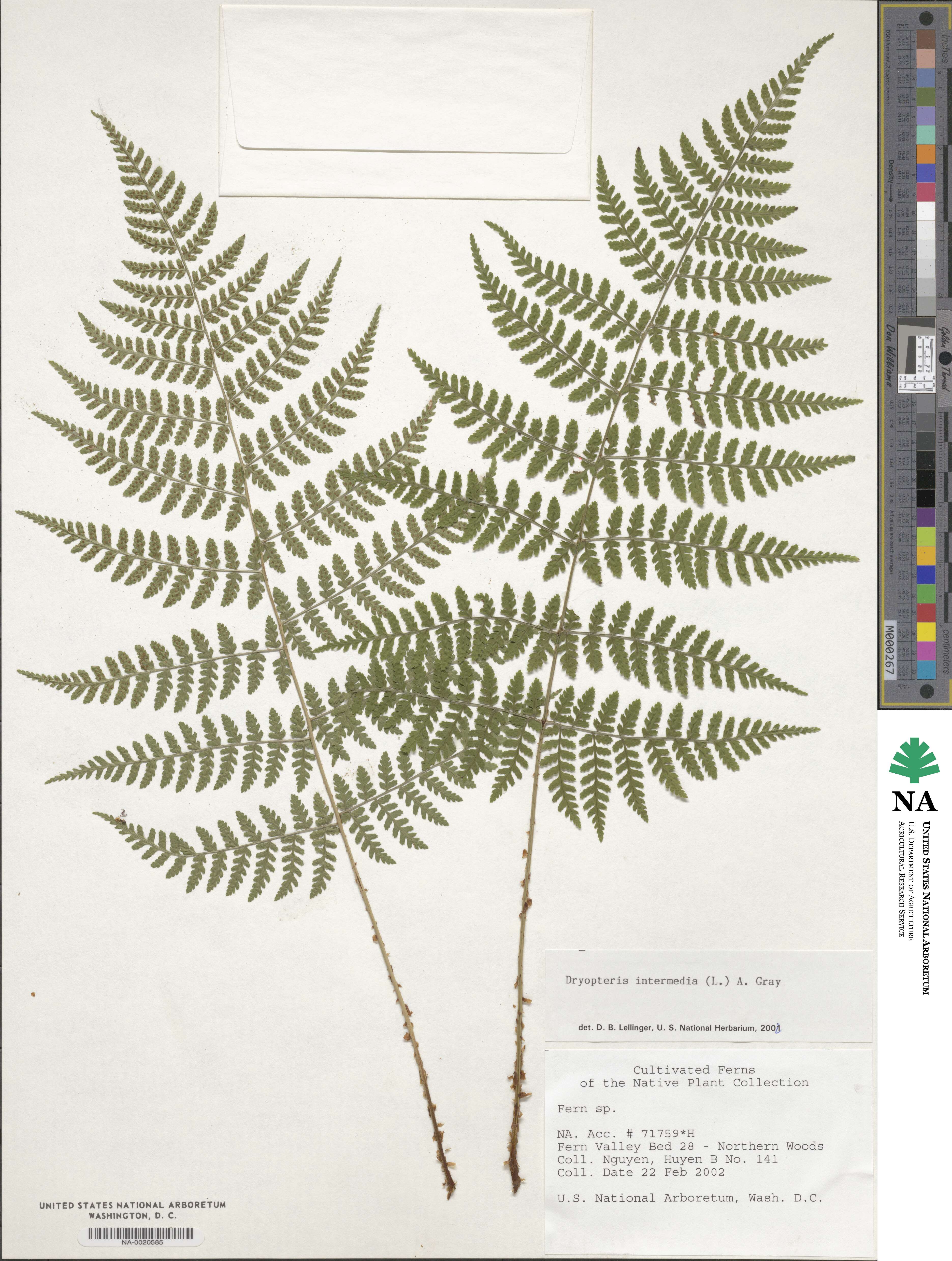 Dryopteris intermedia image