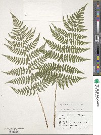 Dryopteris intermedia subsp. intermedia image