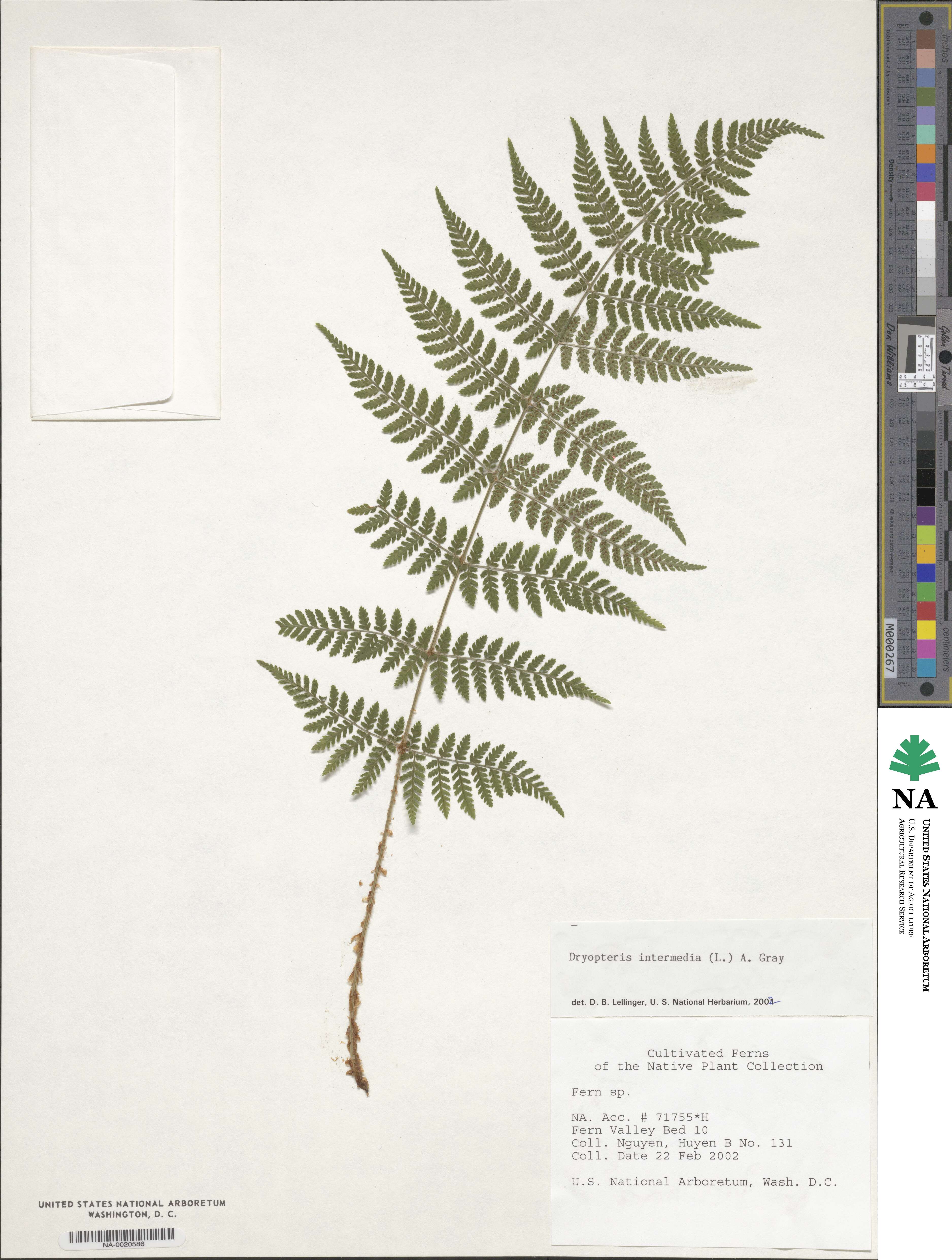 Dryopteris intermedia subsp. intermedia image