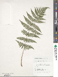 Dryopteris intermedia image