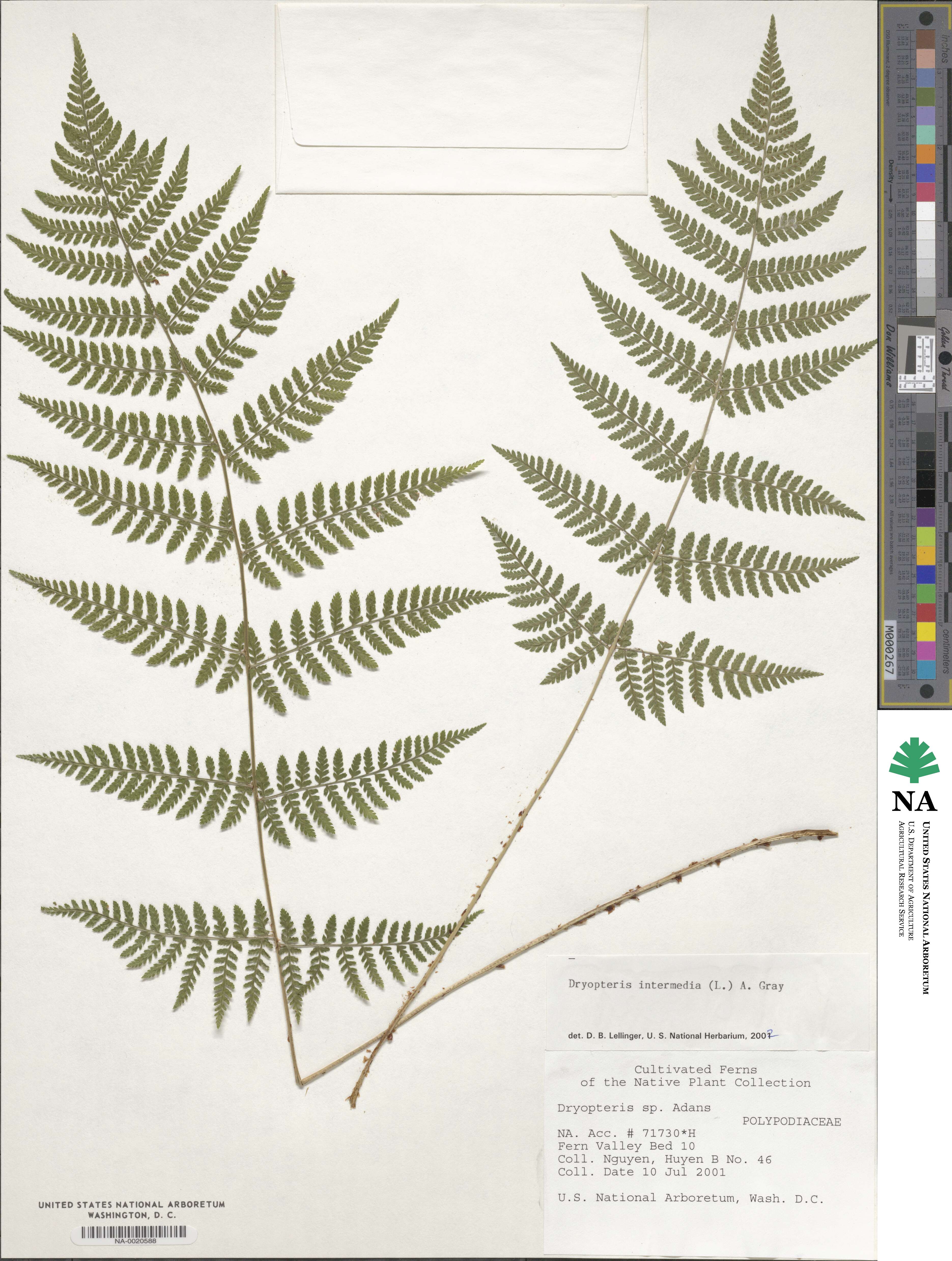 Dryopteris intermedia subsp. intermedia image