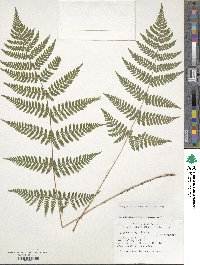 Dryopteris intermedia image