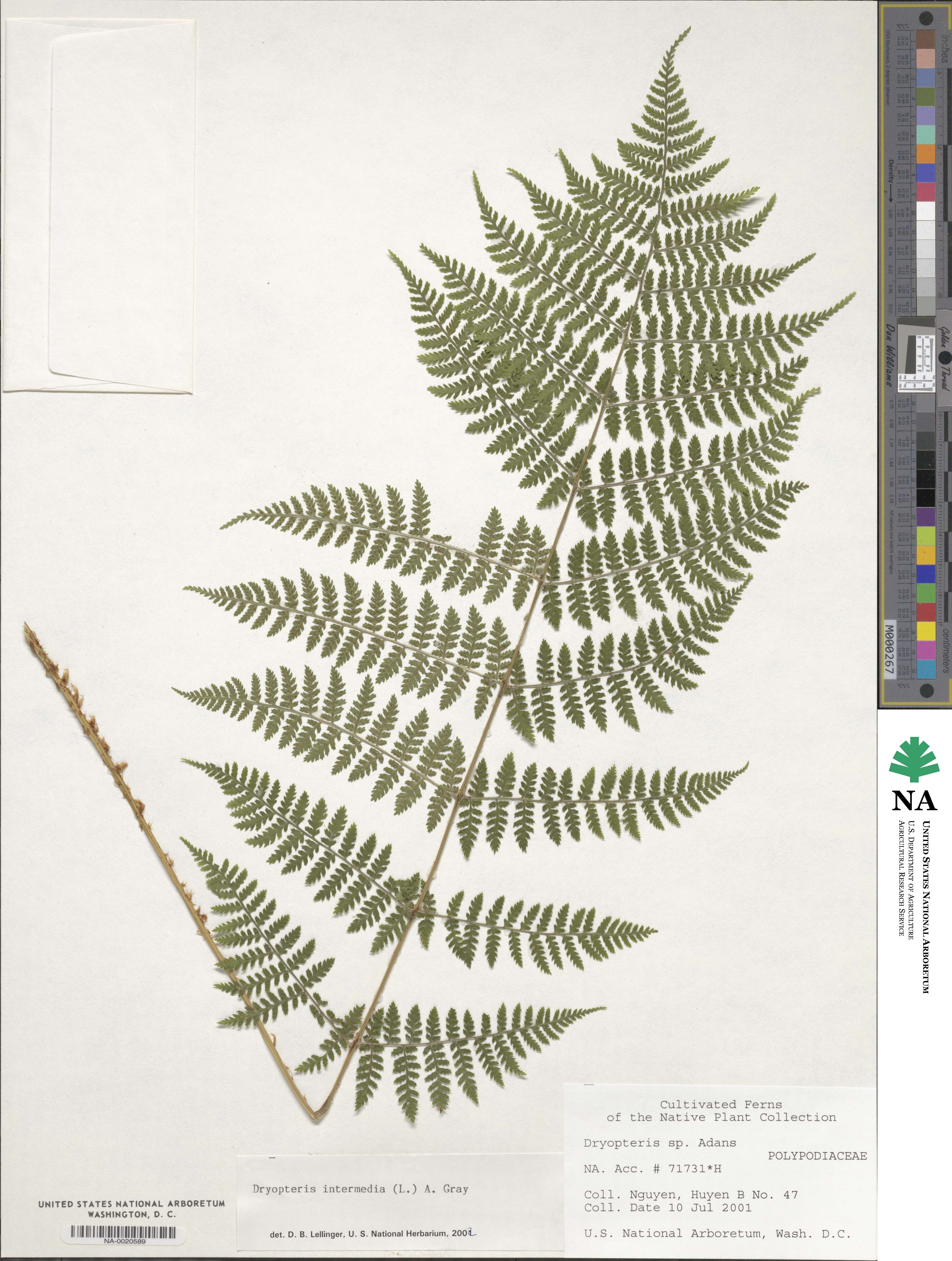 Dryopteris intermedia image