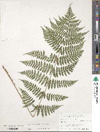 Dryopteris intermedia image