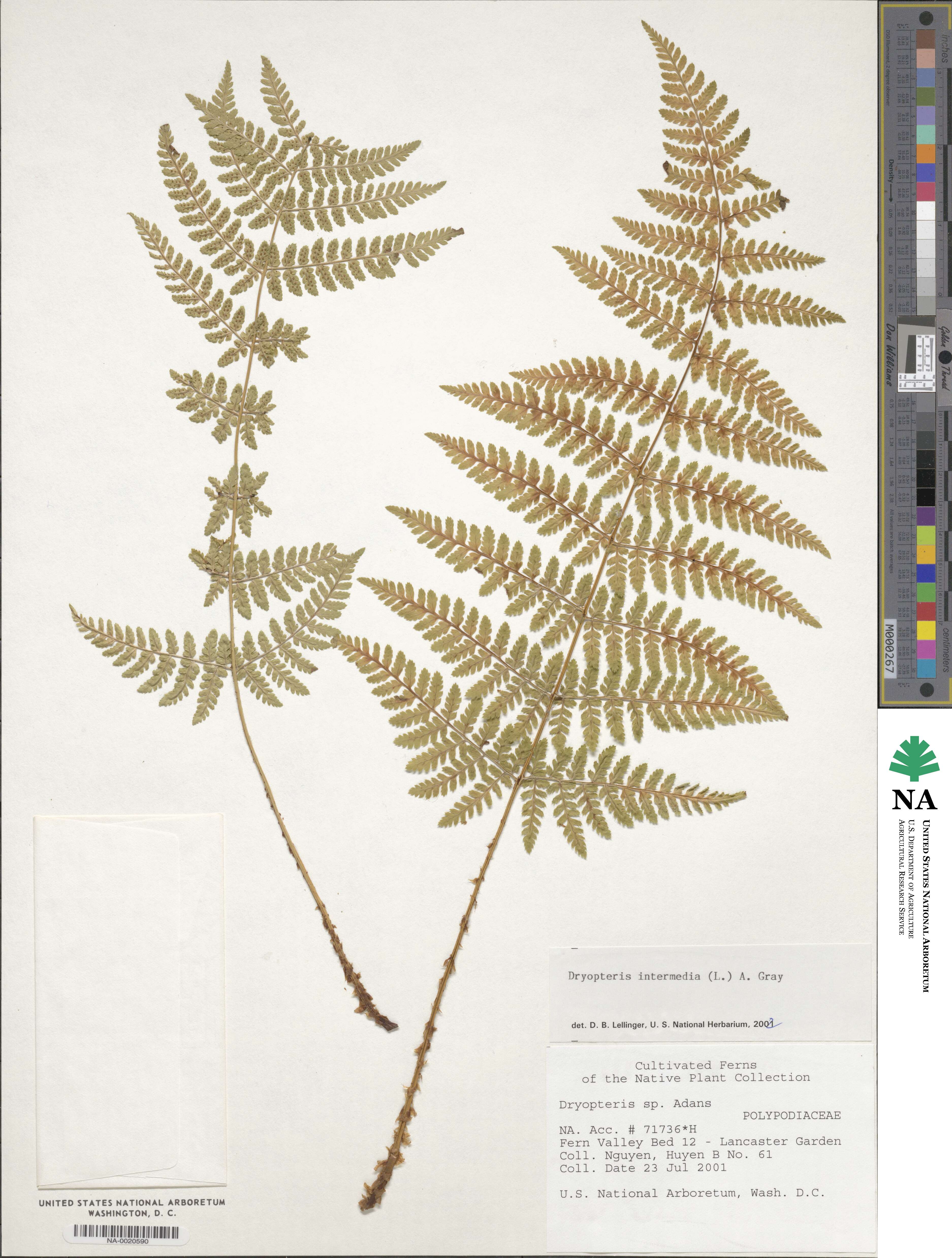 Dryopteris intermedia image