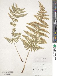 Dryopteris intermedia subsp. intermedia image